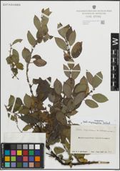 Foto von Salix myrsinifolia Salisb.
